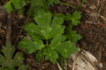 Creeping buttercup